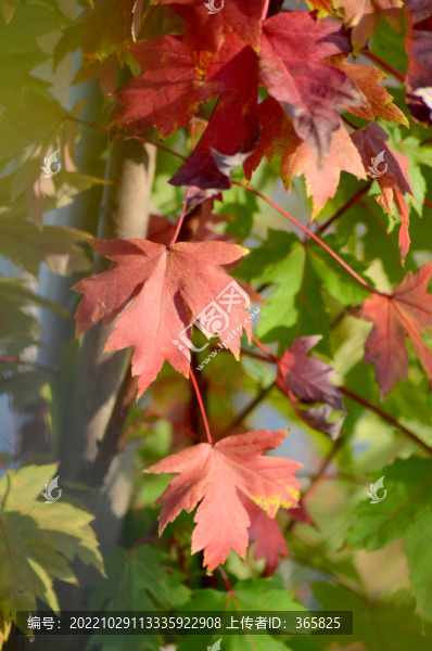 紅楓