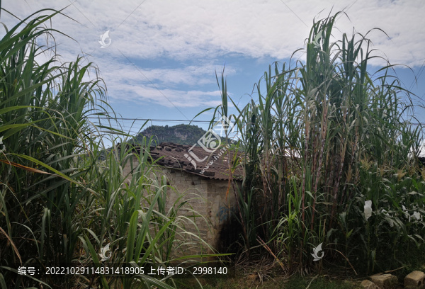 甘蔗小屋