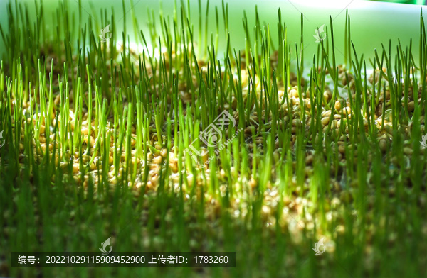 麥子發(fā)牙了