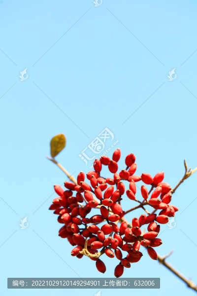 紅果