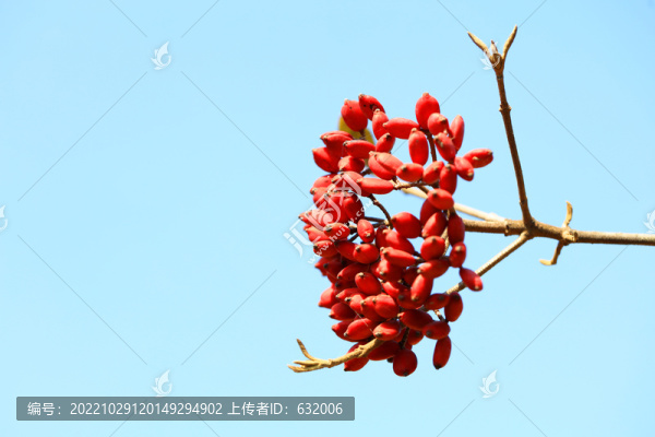 紅果