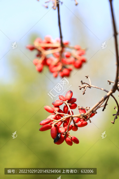 紅果