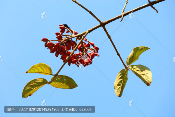 紅果