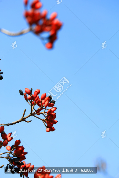紅果