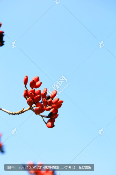 紅果