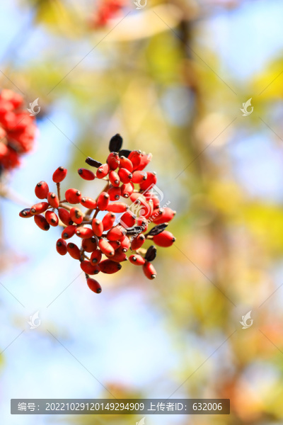 紅果