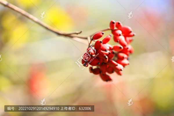 紅果