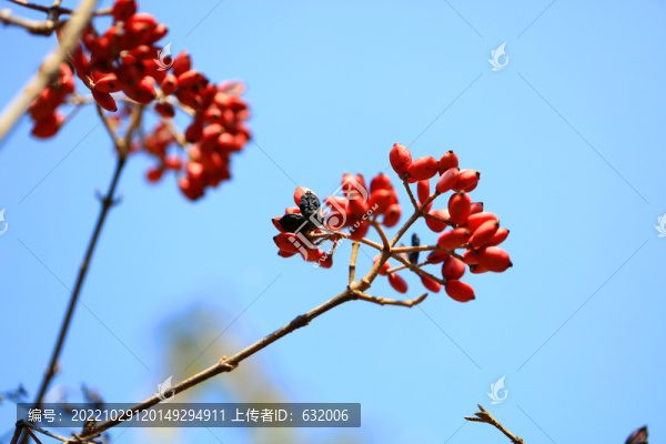 紅果