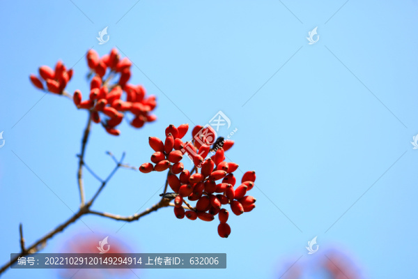 紅果