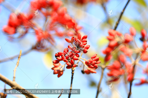 紅果