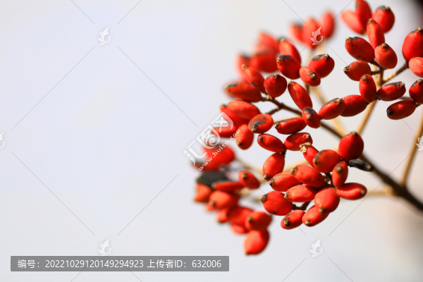 紅豆