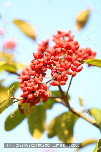 紅豆