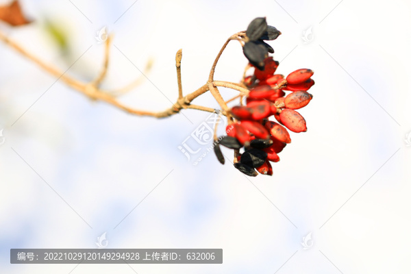 紅豆