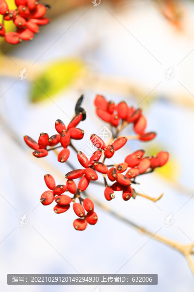 紅豆