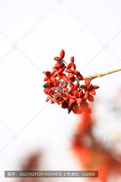 紅果