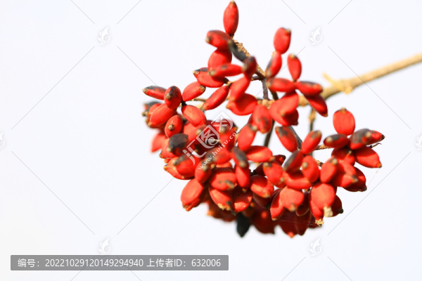 紅果