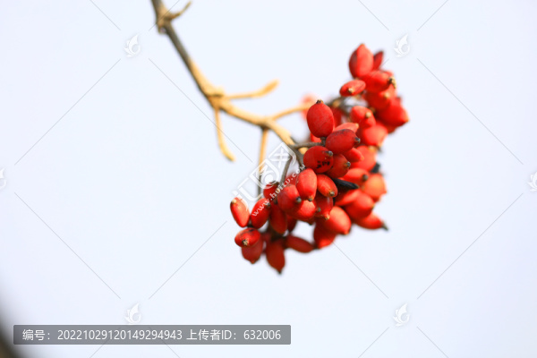 紅果