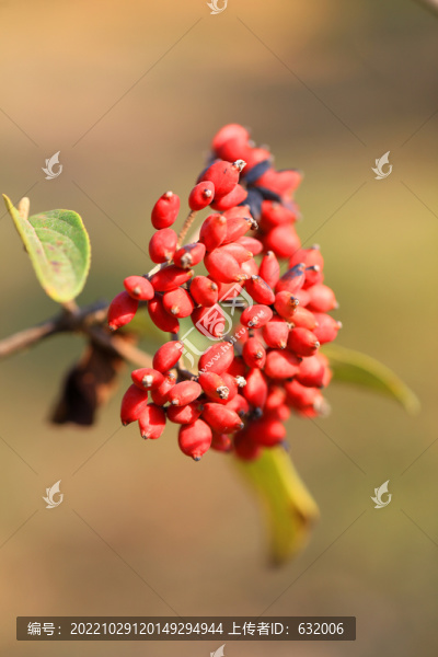紅果