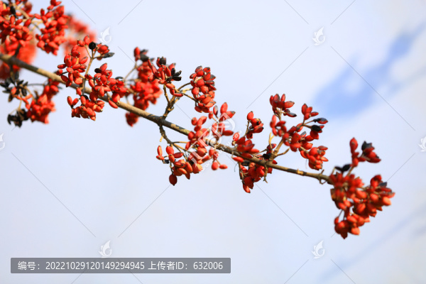 紅果