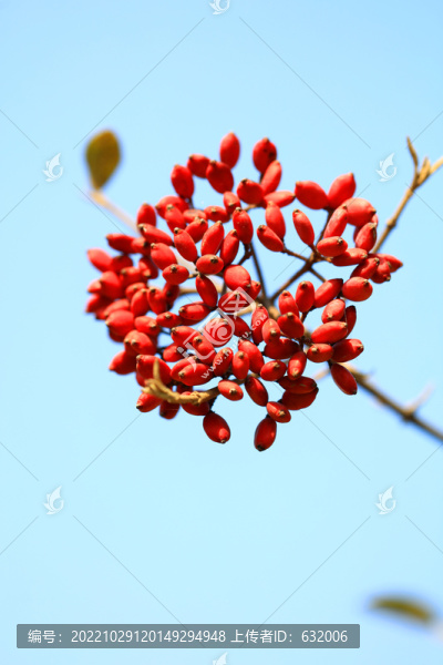 紅果