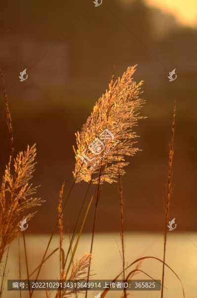 夕陽下的蘆葦花