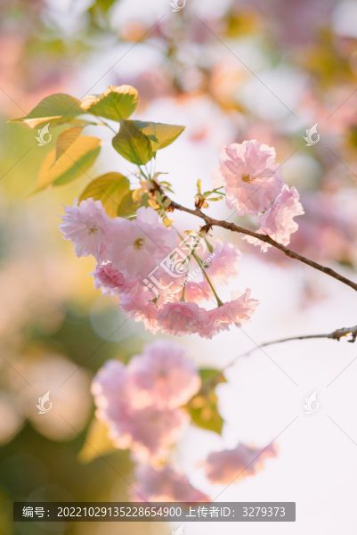 櫻花