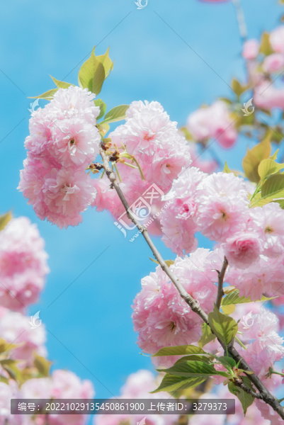 櫻花