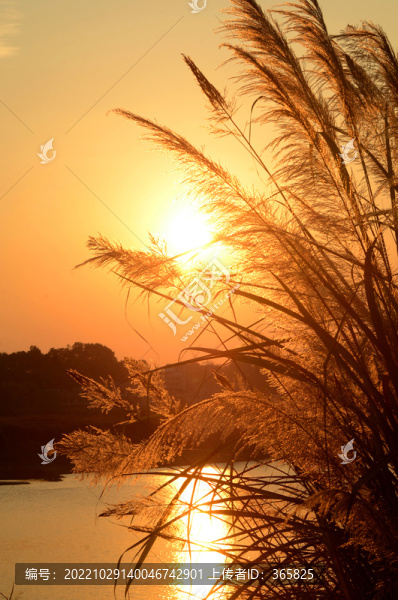 夕陽下的蘆葦