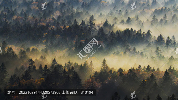 丁達(dá)爾光森林晨霧光影變化