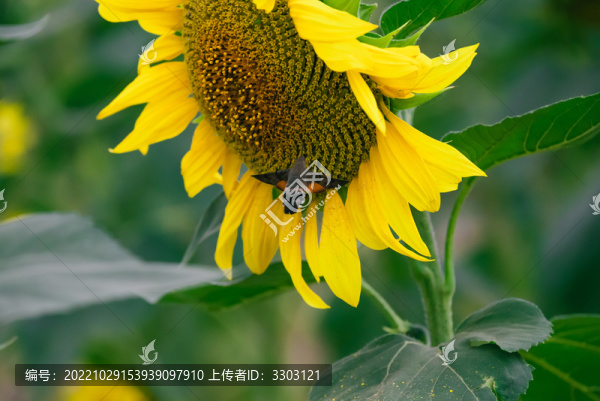 向日葵與蜂鳥鷹蛾