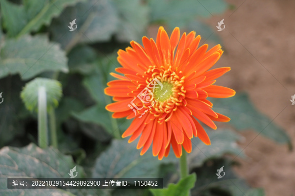 非洲菊