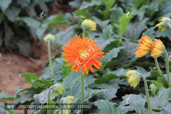 非洲菊