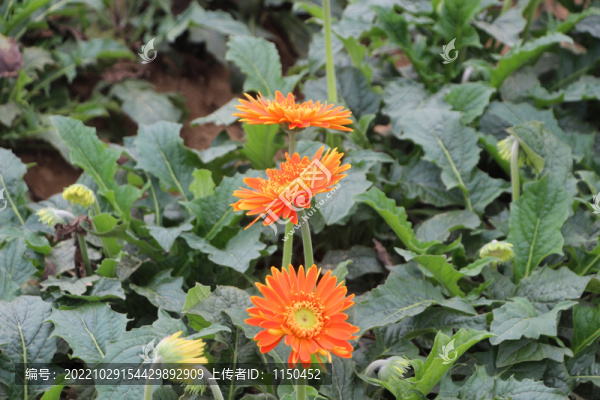非洲菊