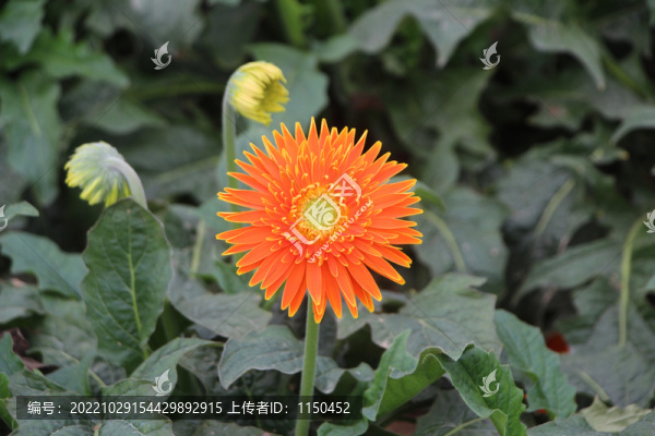 非洲菊
