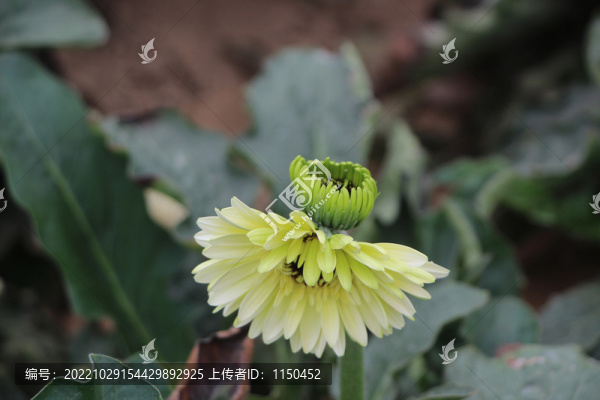 非洲菊
