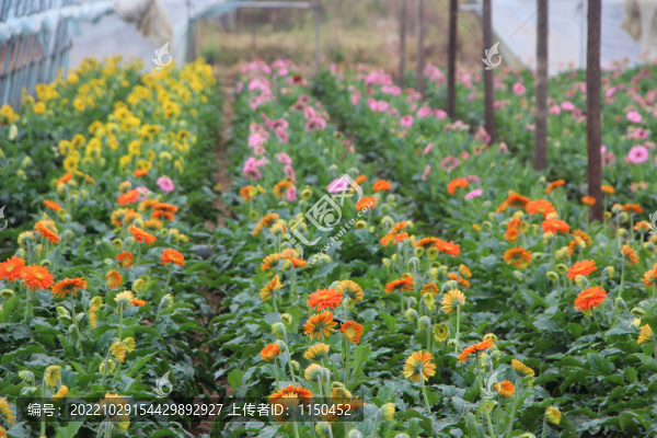 非洲菊