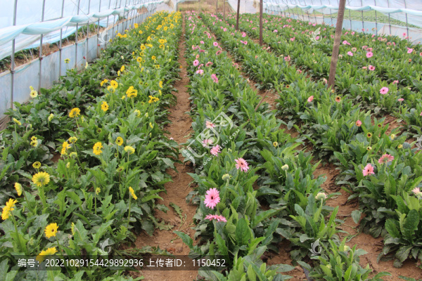 非洲菊