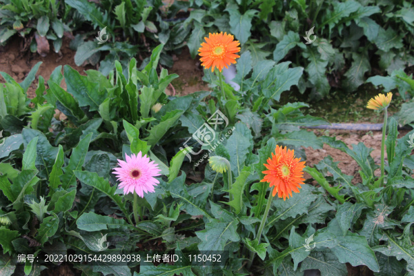 非洲菊