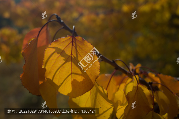 紅樹葉