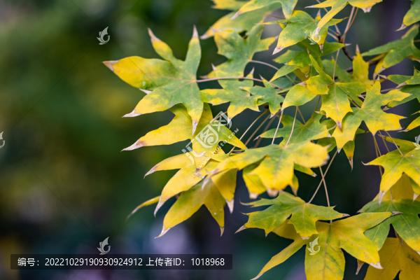 五角楓