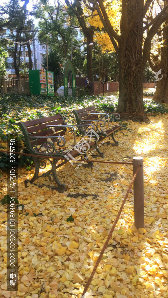 秋天銀杏樹落滿地公園長椅