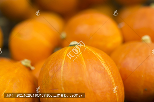南瓜攝影圖