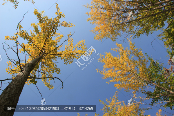 銀杏枝葉