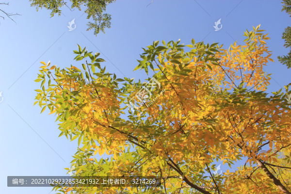 天空枝葉
