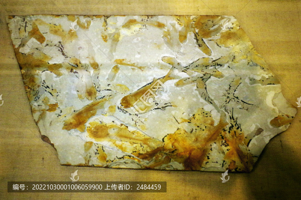 戴氏狼鰭魚骨骼化石標(biāo)本