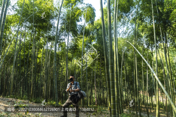 竹林南竹林