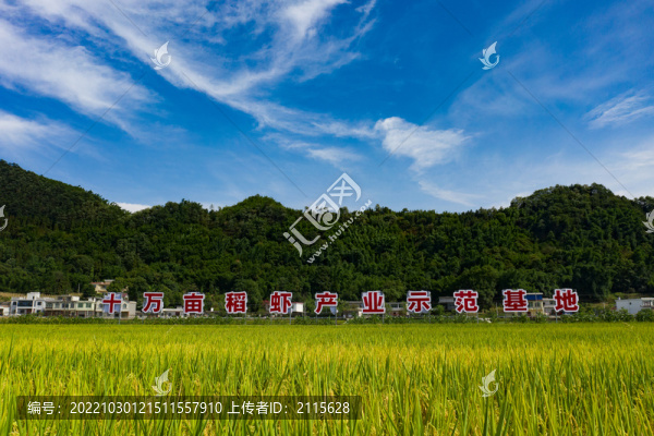 鄉(xiāng)村稻田