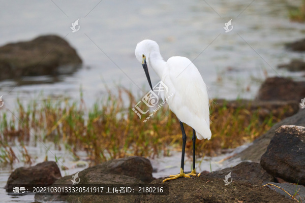 白鷺