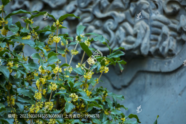 桂花
