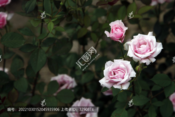 草叢里盛開(kāi)的薔薇花